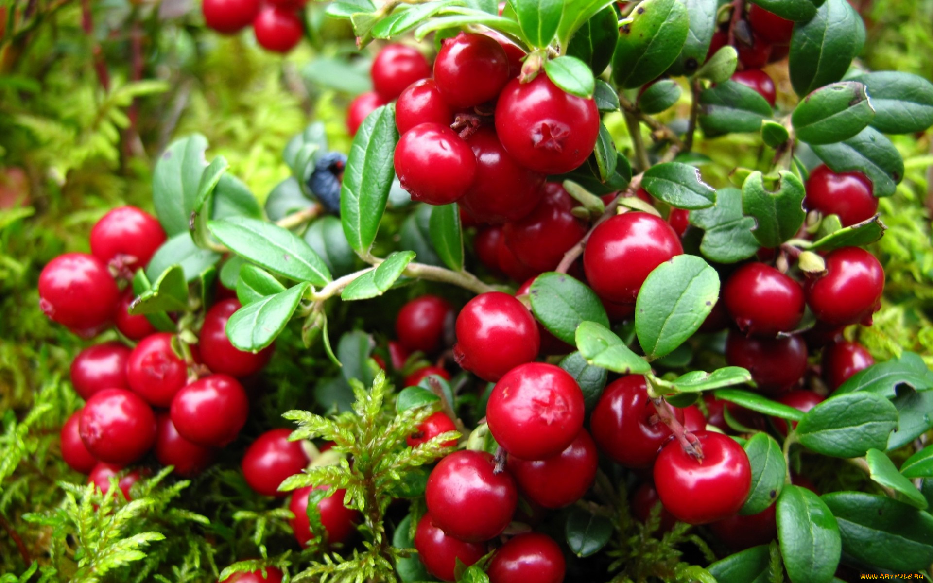 Брусника заболевания. Брусника (Vaccinium Vitis-idaea). Лесные ягоды брусника. Клюква кустарничек. Ягоды Карелии брусника клюква.